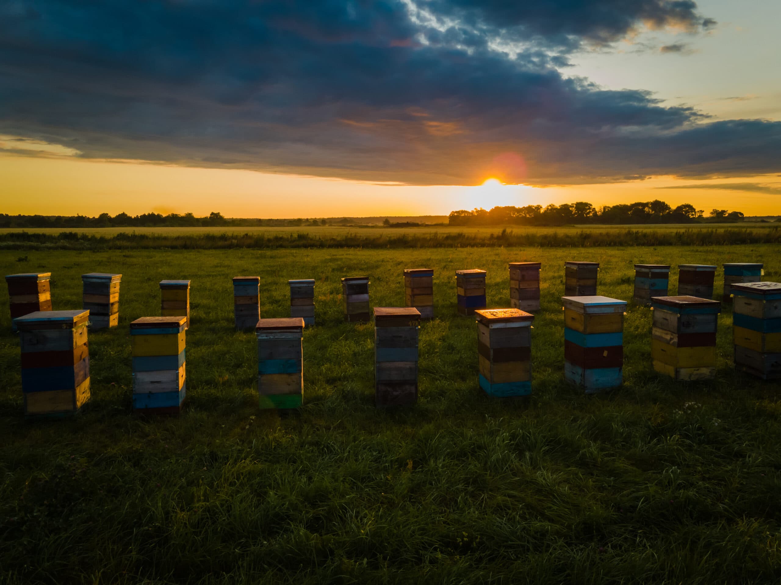 Honey Outlaws beehives at dusk under a Central Texas sky