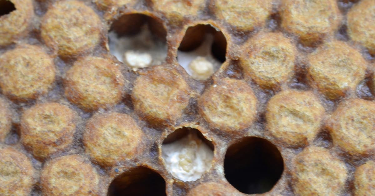 Chalkbrood in Honey Bees
