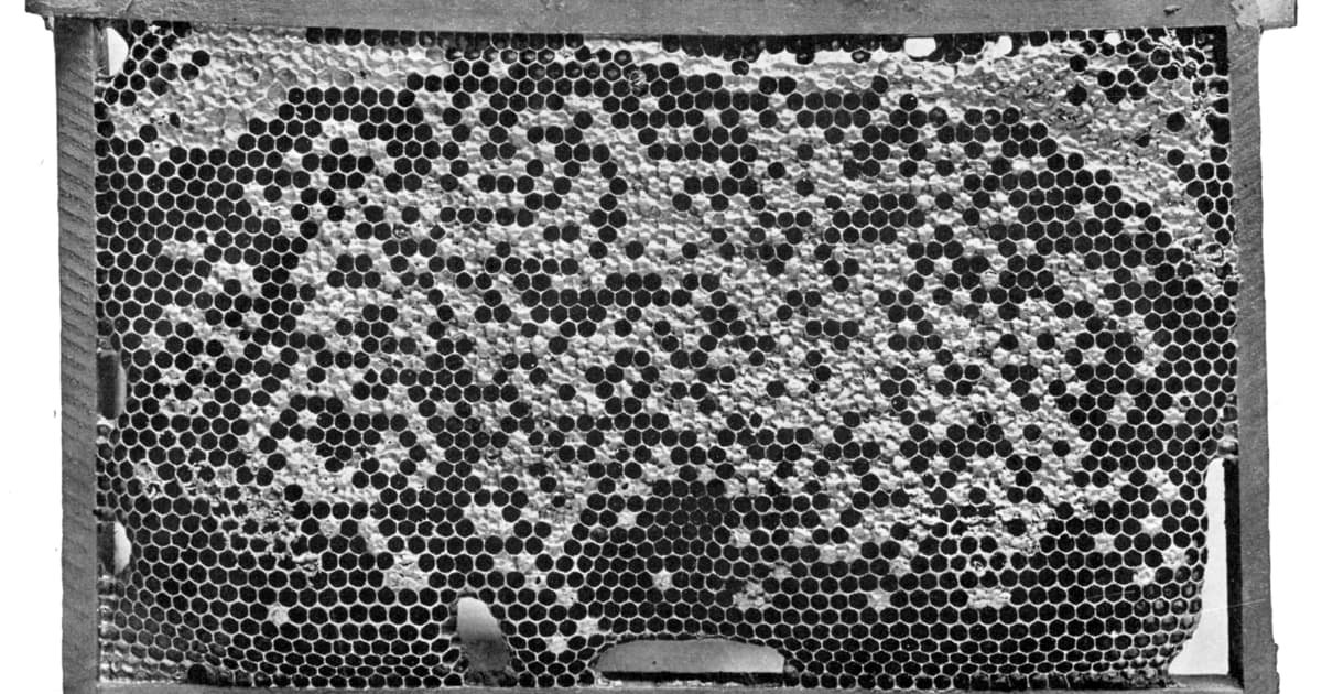 Historical illustration of foulbrood-infected honeycomb cells from Isaac Hopkins Bee-Culture 1907