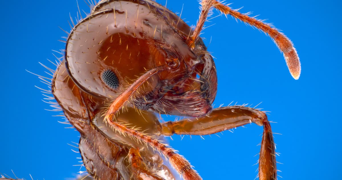 Fire ant worker, Brackenridge Field Laboratory, Austin, Texas