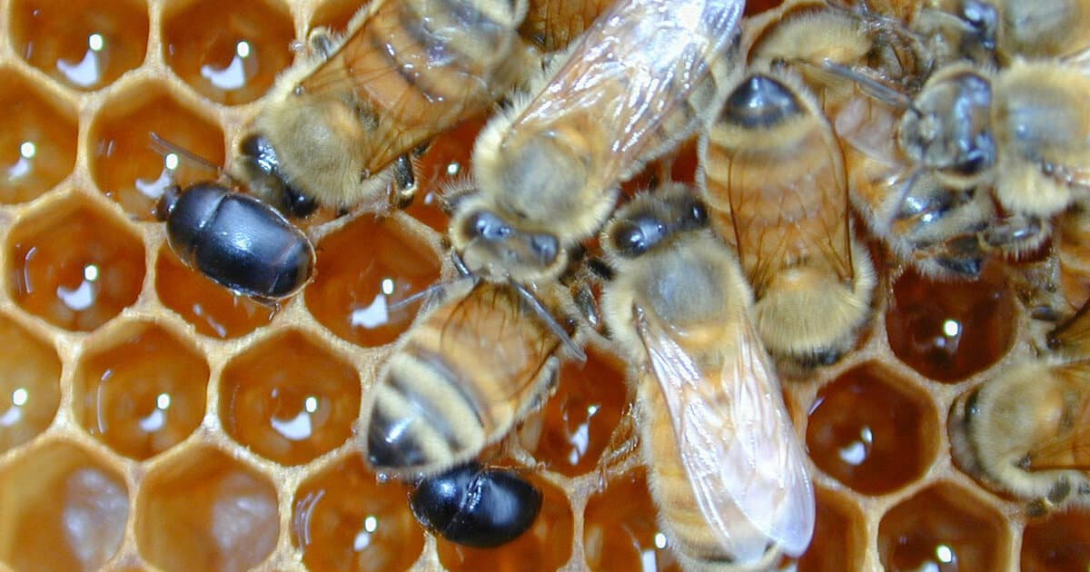 Small hive beetles clustered in a honey bee hive